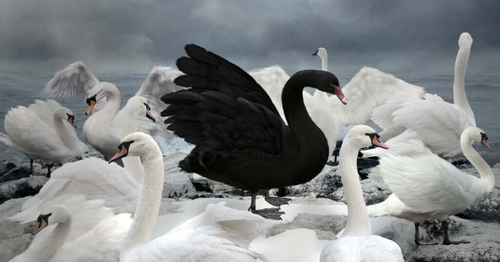black swan